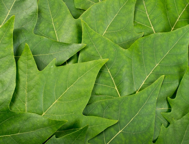 Green Lush Natural Background of Tree Leaves