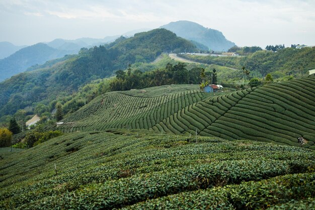 Green lush tea field in countryside