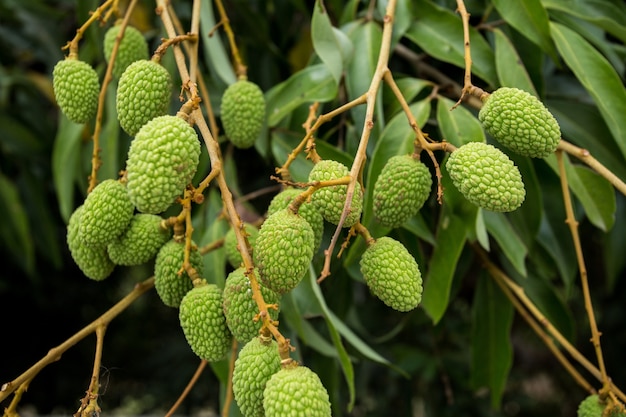 green lychee on tree