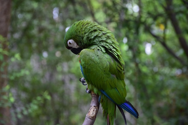 Green macaws located in the historical park on the outskirts of Guayaquil beautiful birds