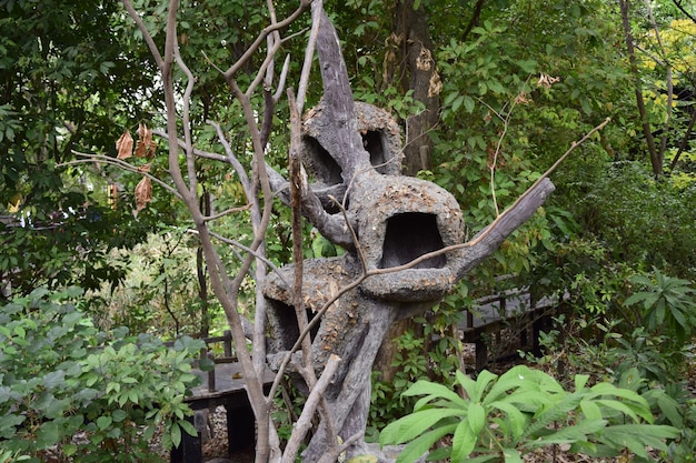 The green macaws in their nests located in a historic park on the outskirts of Guayaquil Ecuador