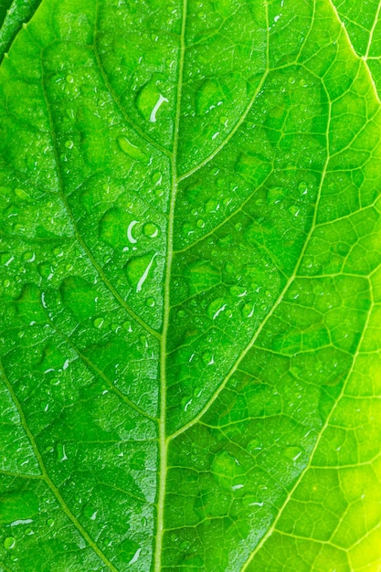 green macro leaf and water dropClose up photo of water drops on a green leaf