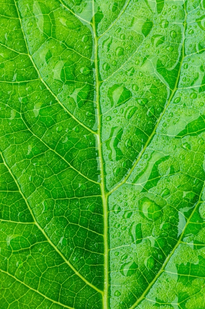 Macro verde leafgreen lascia lo sfondo foglia texturebackground struttura foglia verde macro