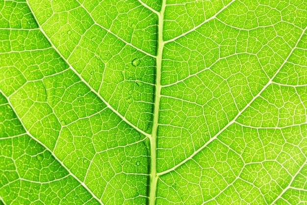 green macro leafGreen leaves background Leaf texturebackground texture green leaf structure macro