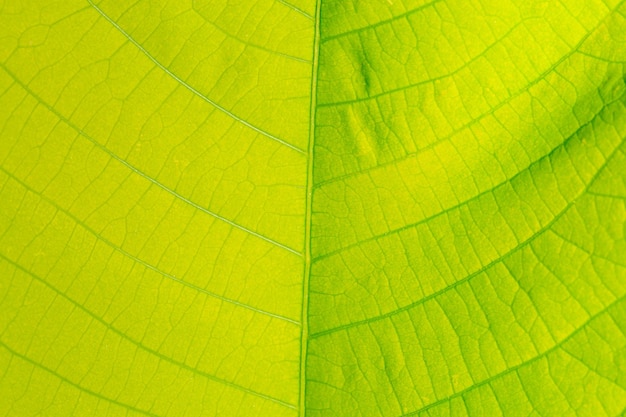 Green macro leaftexture of a green leaf as background