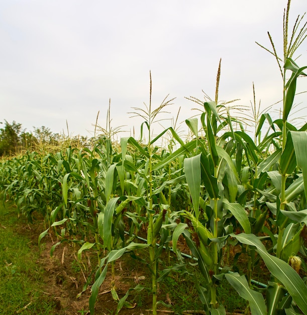 Green maize corn close up