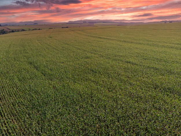 Piantagione del campo di mais di mais verde nella stagione agricola estiva