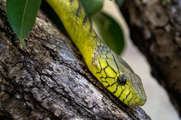 Зеленая мамба Dendroaspis viridis — ядовитая змея.
