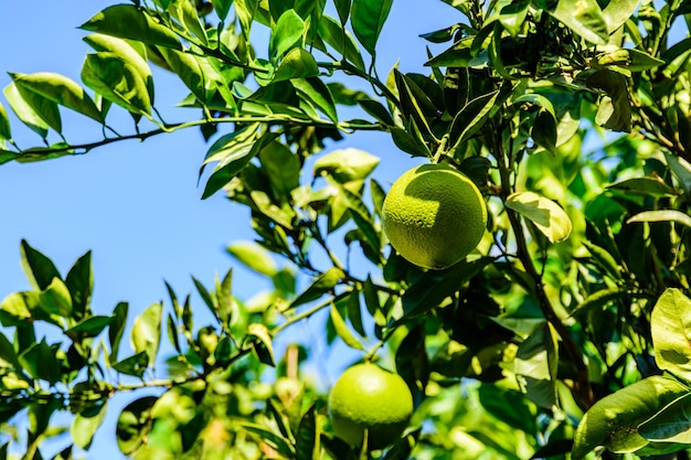 Frutta del mandarino verde sull'albero al frutteto