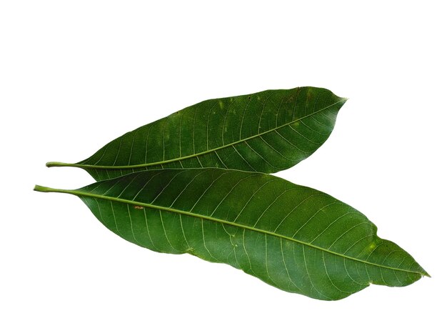 Green Mangifera indica or mango leaves on white background Plant with green leaves