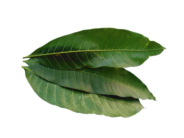 Green Mangifera indica or mango leaves on white background Plant with green leaves