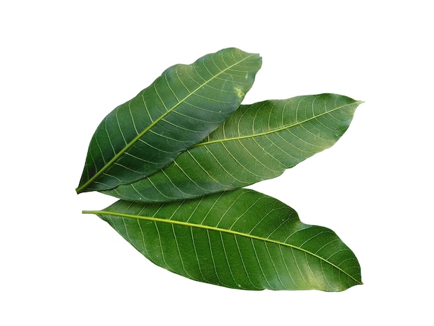 Green Mangifera indica or mango leaves on white background Plant with green leaves