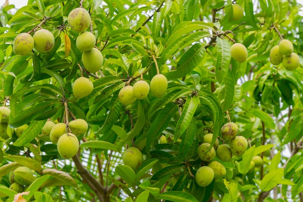 マンゴーの木の枝にグリーンマンゴー果実。