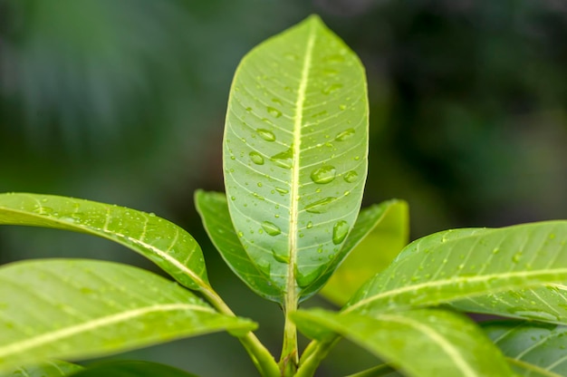 Green mango Mangifera indica L young leaves in shallow focus