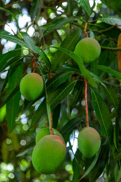 Зеленые манго на дереве на плантации