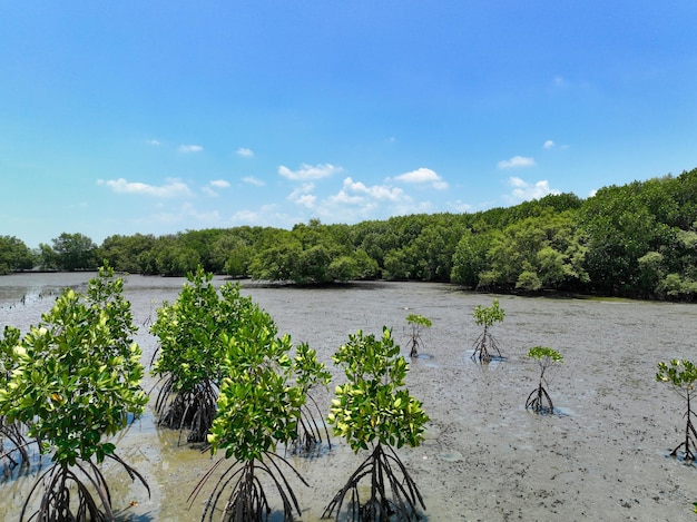 Green mangrove forest and mudflat at coast Mangrove ecosystem Natural carbon sinks carbon capture