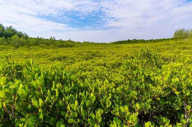 퉁 프롱 통 또는 골든 맹그로브 필드, 라용, 태국에서 녹색 맹그로브 숲