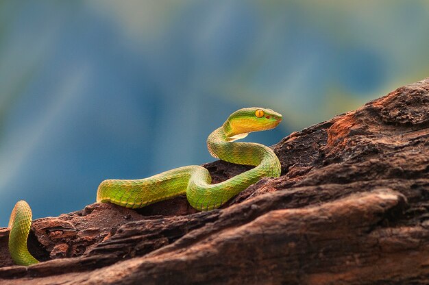 green mangrove pit viper snake purpureomaculatus on a tree