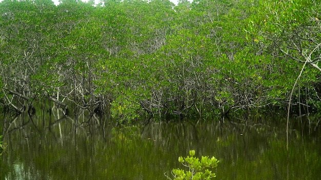 Foto mangrovie verdi bohol filippine