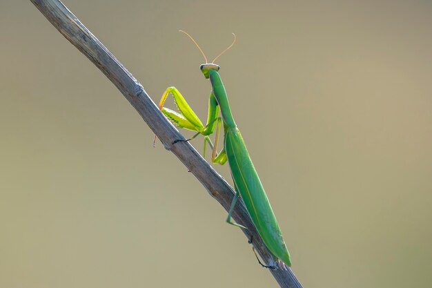 Green mantis on a branch close-up