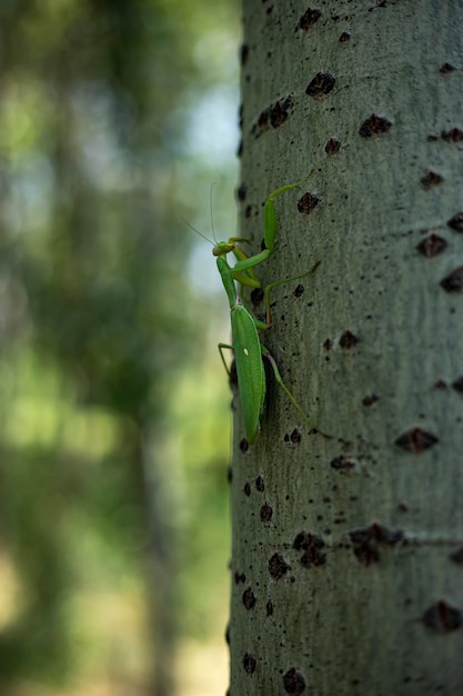 a green mantis climbing tree with its dance