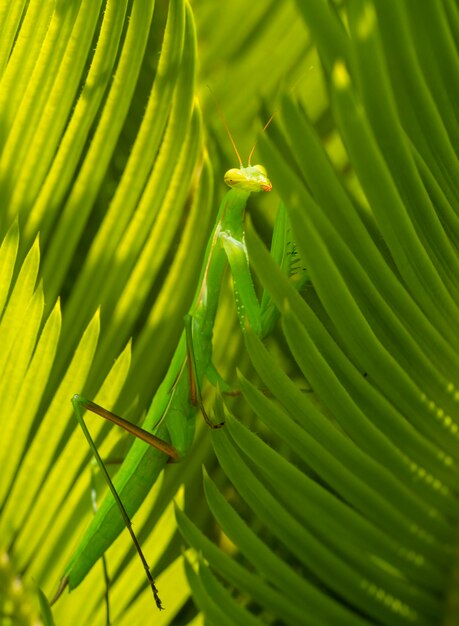 Зеленый богомол Mantodea позирует среди зеленой листвы