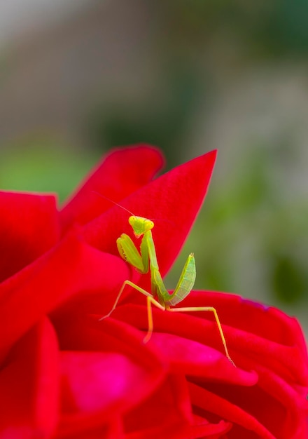 빨간 장미 사이에서 포즈를 취하는 녹색 사마귀 Mantodea