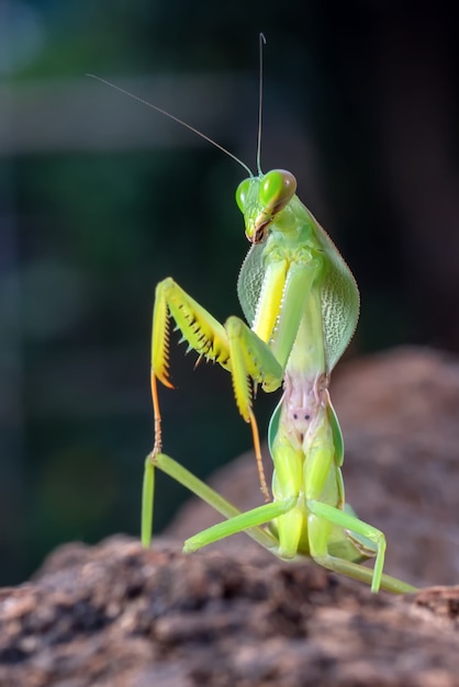 Green mantis on tree branch