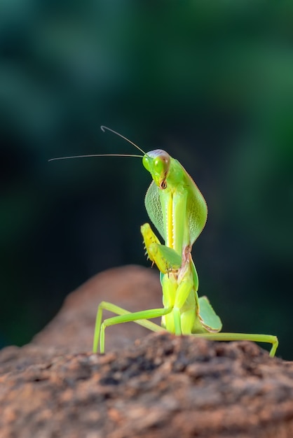 木の枝に緑のカマキリ