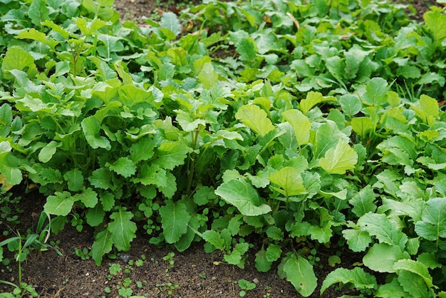 Green manure siderates young sprouts grow in field organic fertilizer selective focus