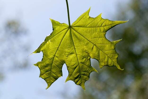 Green maple leaf against the blue sky