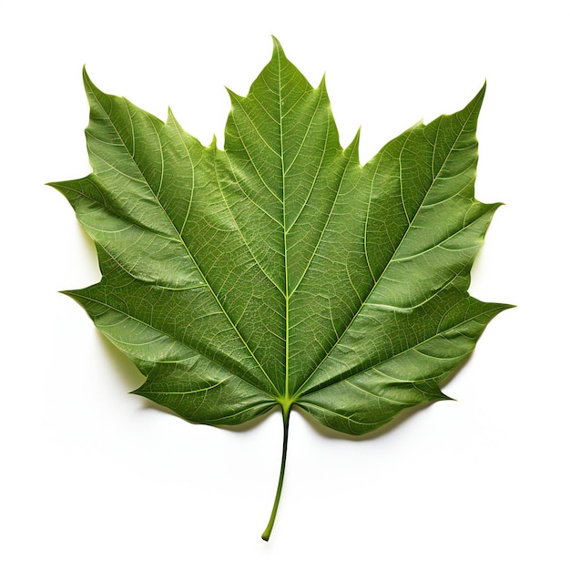 Green maple leaf isolated on white background Flat lay top view