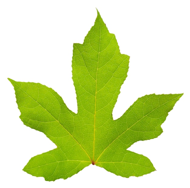 Green maple leaf isolated on white background