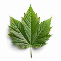 Photo green maple leaf isolated on white background