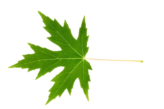 Green maple leaf isolated on white background