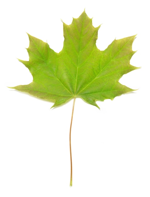 Green maple leaf isolated on white wall.