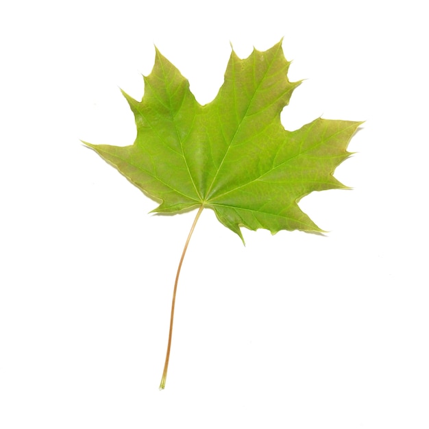 Green maple leaf isolated.