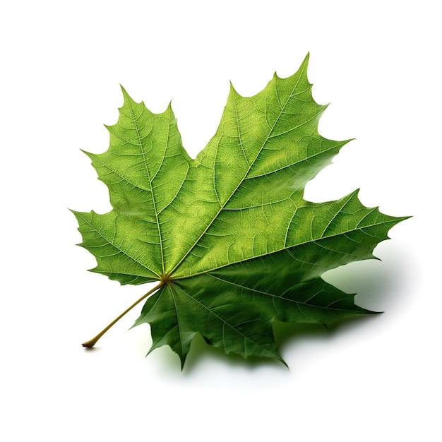 Photo green maple leaf on white isolated background design blank