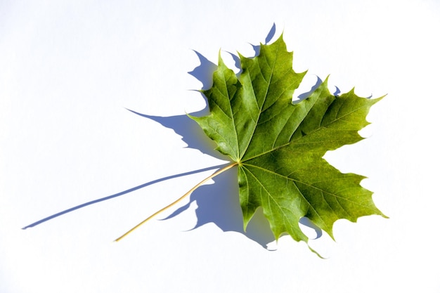 Green maple leaf with its shadow on a white background