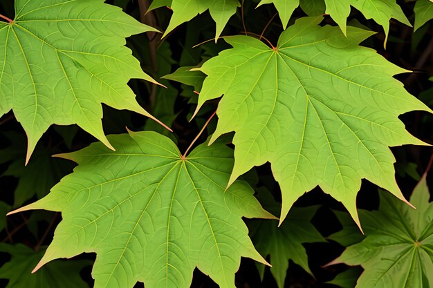 Green maple leafs