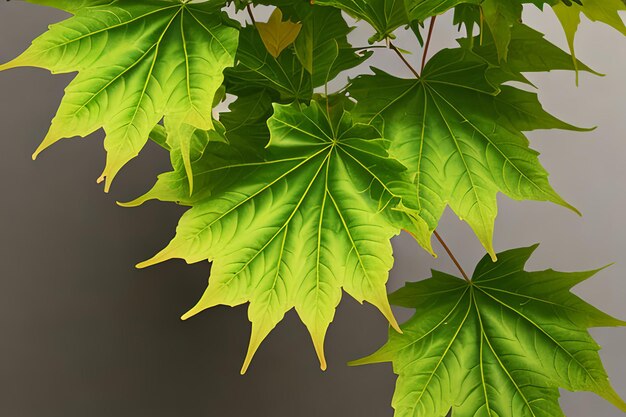 Green maple leafs