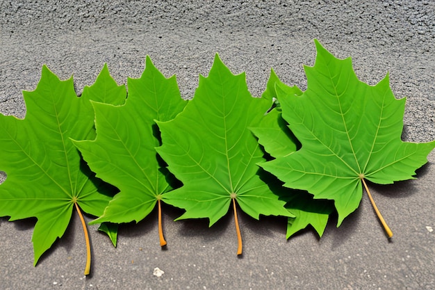 Green maple leafs