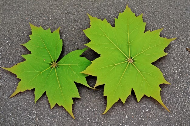 녹색 단풍잎