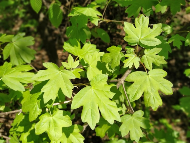 Green maple leaves background Fresh bright maple sprouts