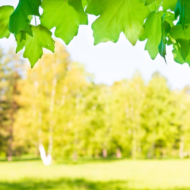 Green maple leaves in sunny forest