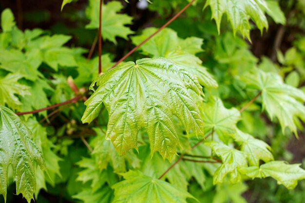 Green maple leaves on tree branch closeup