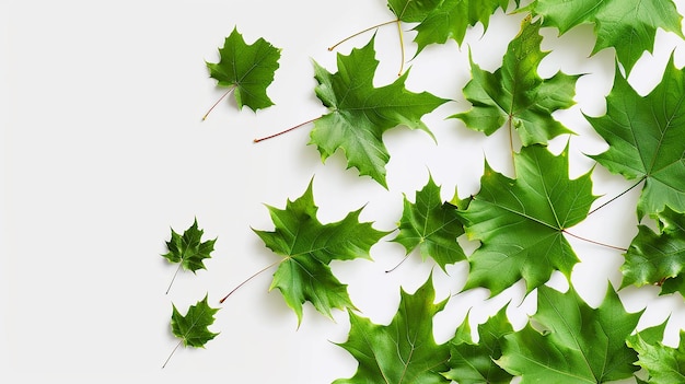 Green maple leaves on white background