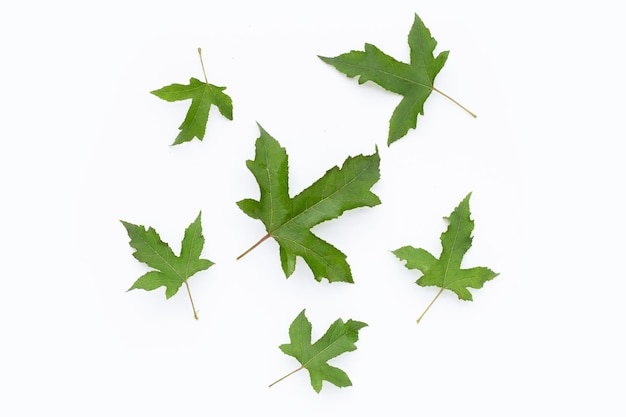 Green maple leaves on white background