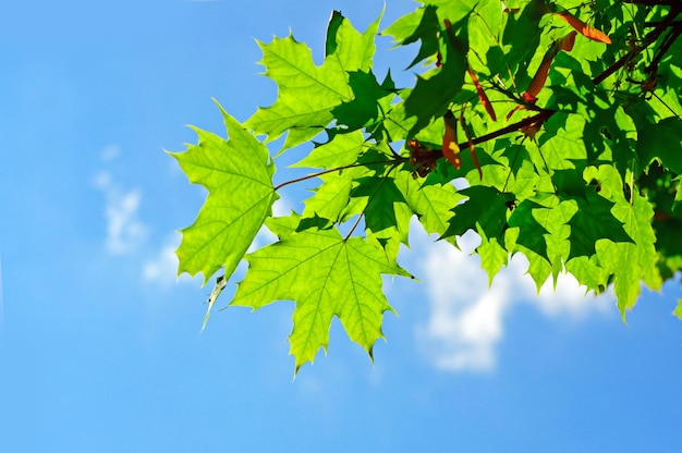 Green maple leaves