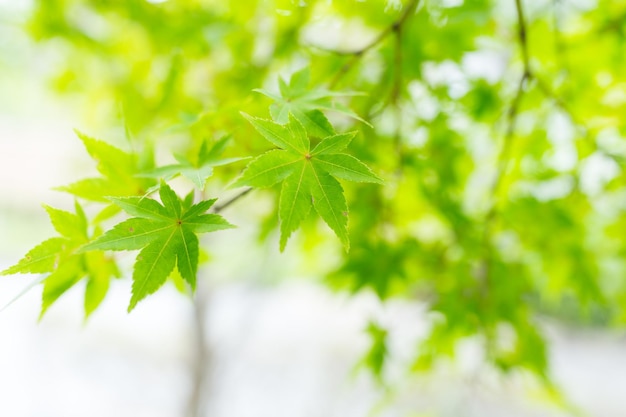 Green maple tree